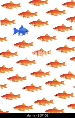 Goldfische, Karpfen (Carassius Auratus), viele Goldfische schwimmen in eine Richtung, eine blaue schwimmen in umgekehrter Richtung Stockfoto