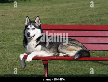 Siberian Husky (Canis Lupus F. Familiaris), Lys auf einer Bank, Deutschland Stockfoto