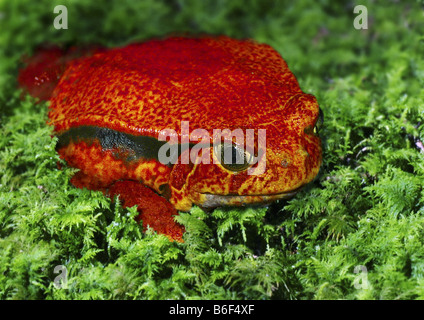 Tomatenfrosch (Dyscophus Antongili, Dyscophus Antongilli), auf Moos, Madagaskar Stockfoto