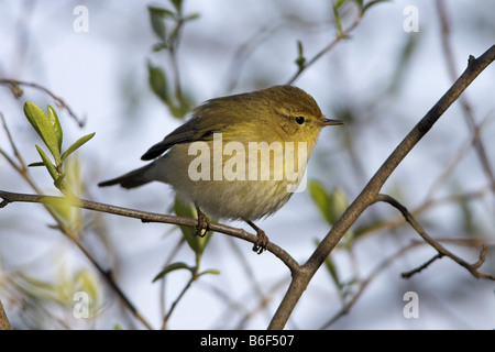 Zilpzalp (Phylloscopus Collybita), auf einem Zweig, Europa Stockfoto