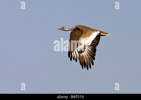 die Großtrappe (Otis Tarda), fliegen, Spanien, Extremadura Stockfoto