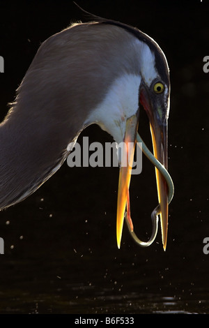 Great Blue Heron (Ardea Herodias), ernährt sich von Gefangenen Schlange, USA, Florida, schwarzen Punkt Wildllife fahren Stockfoto