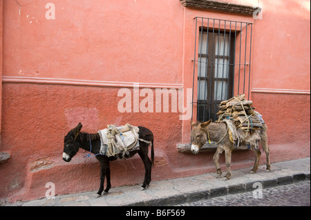 Esel tragen Brennholz Kolonialstadt San Miguel de Allende Mexiko Stockfoto