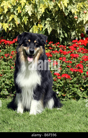 Australian Shepherd (Canis Lupus F. Familiaris), sitzt Mann vor einem Blumenbeet Stockfoto