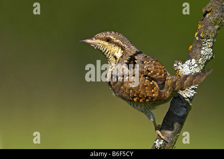 nördlichen Wendehals (Jynx Torquilla), auf einem Zweig, Europa Stockfoto