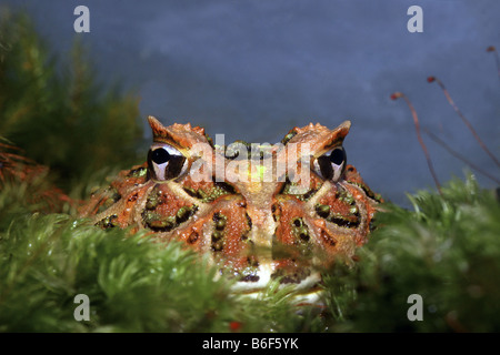argentinische gehörnten Pacman Frog, Nightcrawler, Night Crawler, reich verzierten gehörnten Frosch, Frosch, verzierten gehörnte Kröte, Escuerzo (Ceratophrys Stockfoto