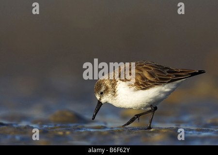 wenigsten Strandläufer (Calidris Minutilla), stehend, Europa Stockfoto