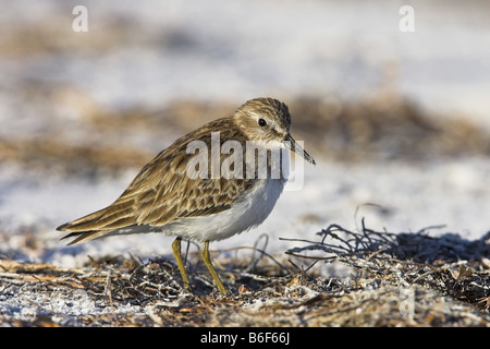 wenigsten Strandläufer (Calidris Minutilla), auf sandigem Boden, Europa Stockfoto