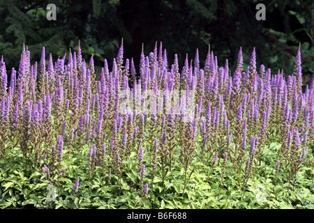 falsche Ziege Bart, chinesische Astilbe (Astilbe Chinensis var. Pumila), blühen Stockfoto