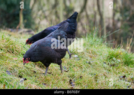 Ein paar junge, Anflug schwarzen Felsen Hühner picken Gras, mit hübschen blauen Federn, wie sie sich bücken. Stockfoto