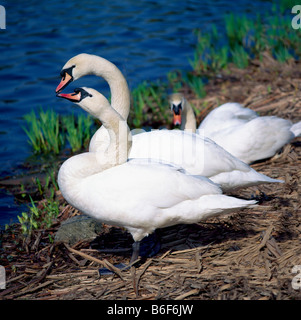 Höckerschwan / Schwäne (Cygnus Olor), Wasservögel stehen entlang der Seeufer und sitzen auf einem Nest am Gewässerrand - nordamerikanische Vögel Stockfoto