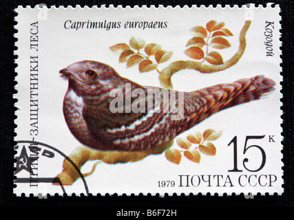 Europäische Ziegenmelker (Caprimulgus Europaeus), Briefmarke, UdSSR, 1979 Stockfoto