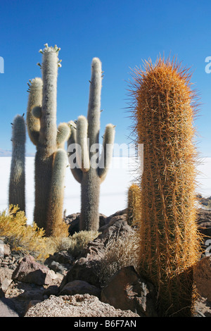 Isla Pescadores oder der Kaktus Insel in der Mitte der Salar de Uyuni in Bolivien. Stockfoto