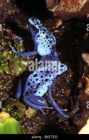 blaue Poison Arrow Frog, Blauer Pfeilgiftfrosch (Dendrobates Azureus), zwei Personen Stockfoto