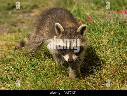 Waschbär (Procyon Lotor) Stockfoto