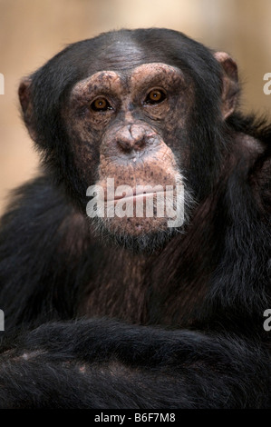 Gemeinsame Schimpanse (Pan Troglodytes) Stockfoto