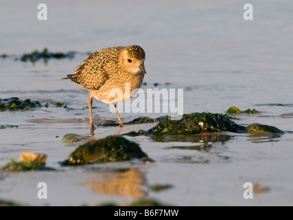 Eurasische Goldregenpfeifer (Pluvialis Apricaria) mit einem Wattwurm Stockfoto