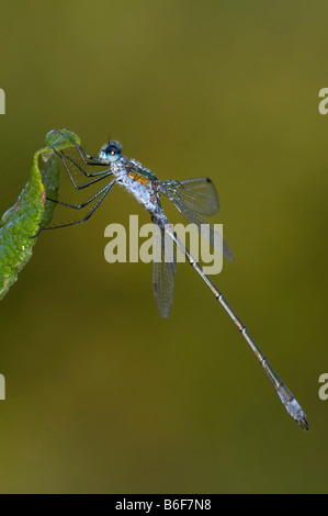 Knappen Emerald Damselfly (Lestes Dryas) Stockfoto