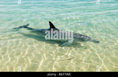 Gemeinsame große Tümmler (Tursiops Truncatus) im flachen Wasser, Monkey Mia, Shark Bay, Westaustralien Stockfoto