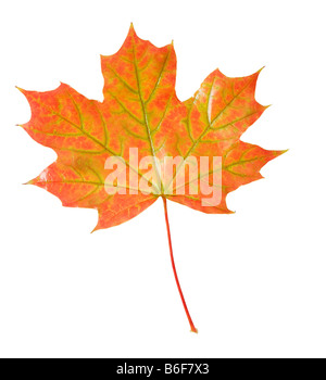 Eichenblatt im Herbst oder Herbst Farben Stockfoto