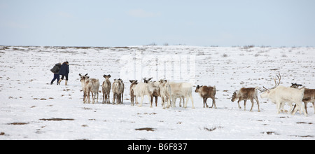 Rentier, hüten, Kanchalan befindet sich in der autonomen Region Chukot, Sibirien-Russland Stockfoto