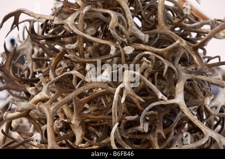 Rentier-Geweih, befindet sich Kanchalan in der autonomen Region Chukot, Sibirien-Russland Stockfoto