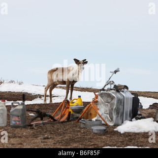 Rentiere auf Campingplatz, befindet sich Kanchalan in der autonomen Region Chukot, Sibirien-Russland Stockfoto