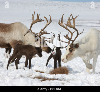 Neu geboren Rentier mit Familie, befindet sich Kanchalan in der autonomen Region Chukot, Sibirien-Russland Stockfoto