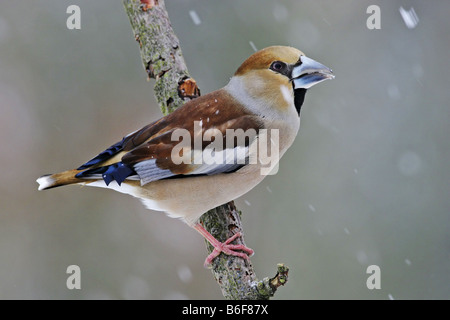 Kernbeißer (Coccothraustes Coccothraustes), sitzt auf einem Ast, Deutschland Stockfoto