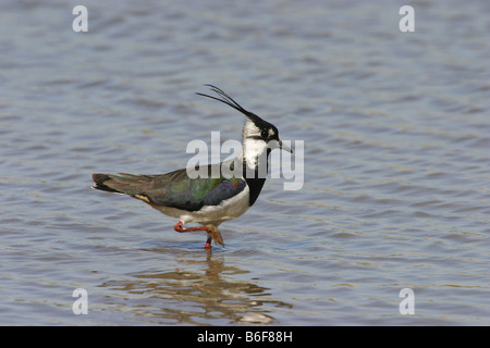 nördlichen Kiebitz (Vanellus Vanellus), stehend im Wasser, Deutschland Stockfoto