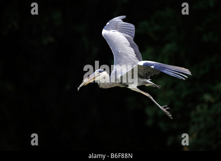 Graue Reiher (Ardea Cinerea), während des Fluges mit einem gefangenen Fisch Stockfoto