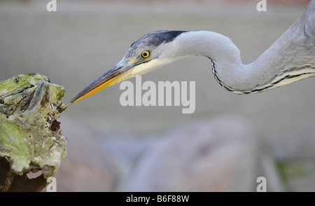 Graureiher (Ardea Cinerea), auf der Suche nach Nahrung Stockfoto