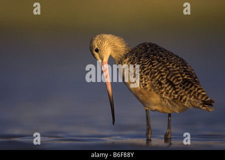 marmorierte Uferschnepfe (Limosa Fedoa), stalking auf den Feed, USA, Florida Stockfoto