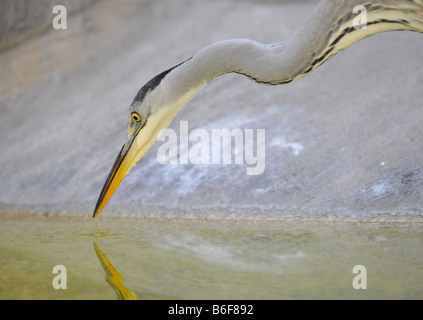 Graureiher (Ardea Cinerea), auf der Suche nach Nahrung Stockfoto