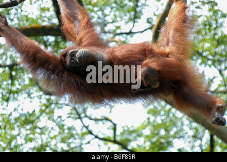 Orang Utan, Orang-Utan, Orang-Outang (Pongo Pygmaeus), Orang Utan Mutter mit Baby an einem Baum hängen Stockfoto