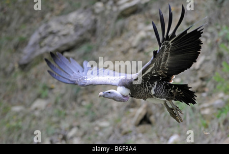 Gänsegeier (abgeschottet Fulvus) im Flug Stockfoto