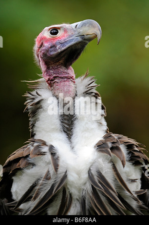 Ohrengeier-faced Vulture (Aegypius Tracheliotus, ehemals Torgos Tracheliotus), portrait Stockfoto