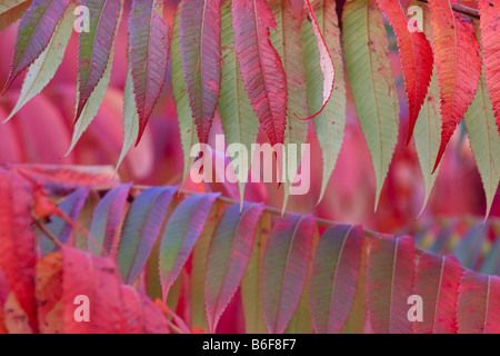 Staghorn Sumach, Hirsch ist Horn Sumach (Rhus Hirta, Rhus Typhina), im roten Laub, detail Stockfoto