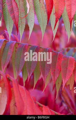 Staghorn Sumach, Hirsch ist Horn Sumach (Rhus Hirta, Rhus Typhina), im roten Laub, detail Stockfoto