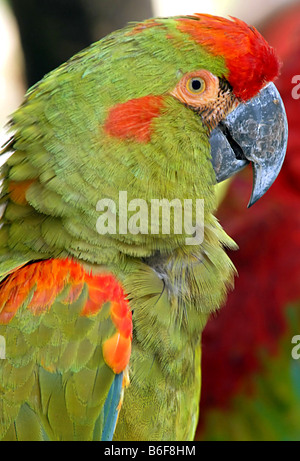 rot-fronted Aras (Ara Rubrogenys), portrait Stockfoto