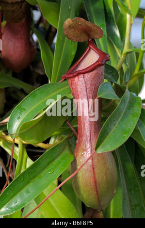 Kannenpflanze (Nepenthes Ventricosa), Mexiko Stockfoto