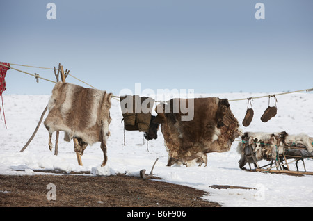 Rentierfelle am Campingplatz zum hüten, Kanchalan Chukot autonomen Region Sibirien-Russland Stockfoto