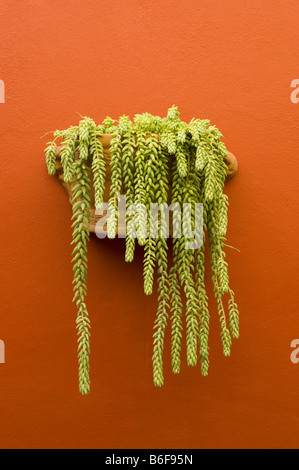 Burro Tail (Sedum Morganianum) San Miguel de Allende, Mexiko Stockfoto