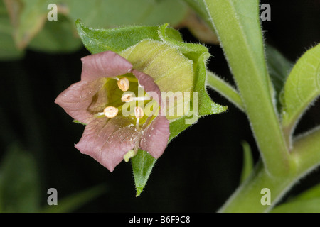 Tollkirsche, Atropa belladonna Stockfoto
