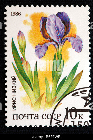 Zwergiris (Iris Pumila), Briefmarke, UdSSR, 1986 Stockfoto