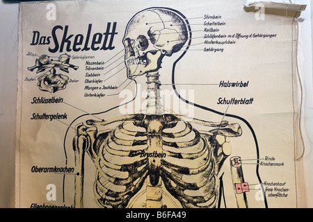 Altes Diagramm eines menschlichen Skeletts für Schulunterricht, Detail, historischen Klassenzimmer der Maxschule Schule, Düsseldorf, Nordrhein- Stockfoto