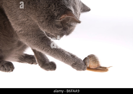 Katze spielt mit einem Burgunder Schnecken oder essbare Schnecke Stockfoto