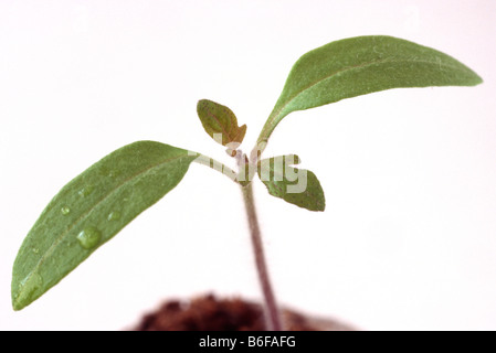 Solanum lycopersicum syn Lycopersicon esculentum 'Red Cherry' Tomatensämling. Stockfoto