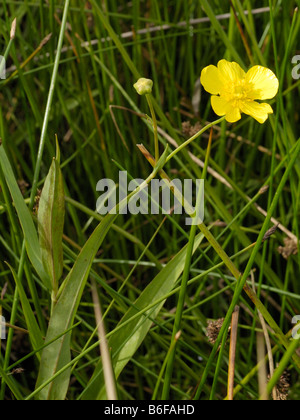 Größere Spearwort, Ranunculus lingua Stockfoto