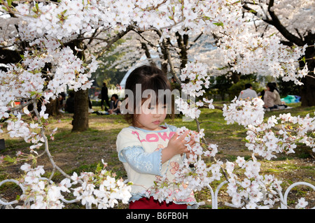 Junges Mädchen betrachten Kirschblüten, Hanami, in den botanischen Gärten, Kyoto, Japan, Asien Stockfoto